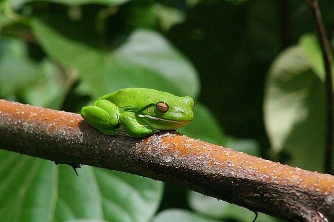 1-Hour Daintree River wildlife cruise - Crocodile sightings and realistic expectations