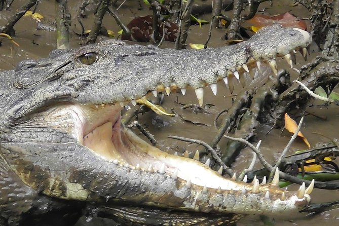 1-Hour Daintree River wildlife cruise - Value, cancellation, and practical planning