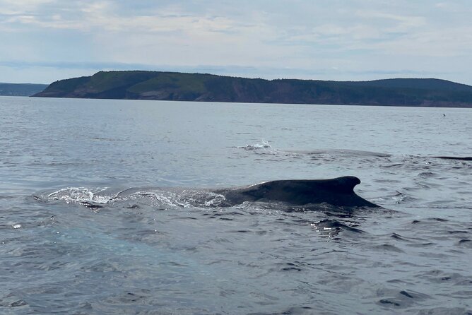 2 Hours Guided Whale and Bird Boat Tour in Bay Bulls - Why the Witless Bay islands are the main event