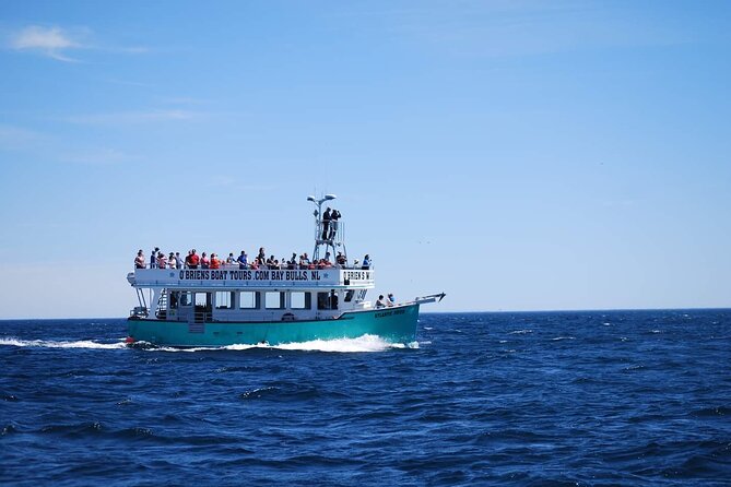 2 Hours Guided Whale and Bird Boat Tour in Bay Bulls - Getting from St. John’s to Bay Bulls