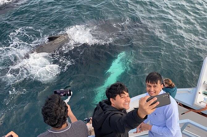 2 Hours Guided Whale and Bird Boat Tour in Bay Bulls - Is the two-hour trip good value?
