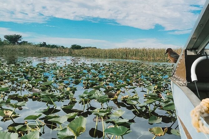 60 min. Everglades Airboat ride & pick-up ,small group +pro guide - The alligator show and souvenir stop