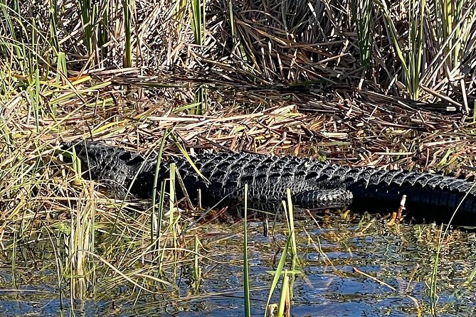 60 min. Everglades Airboat ride & pick-up ,small group +pro guide - Pickup rules deserve close attention