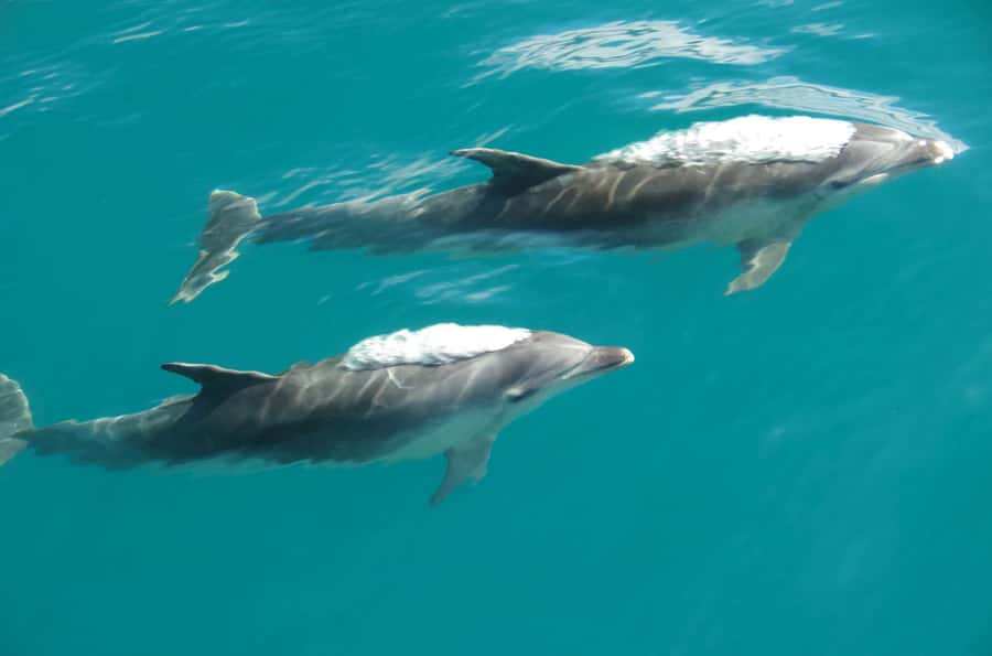 Abel Tasman National Full Park Scenic Cruise - Why the $59 fare can make sense