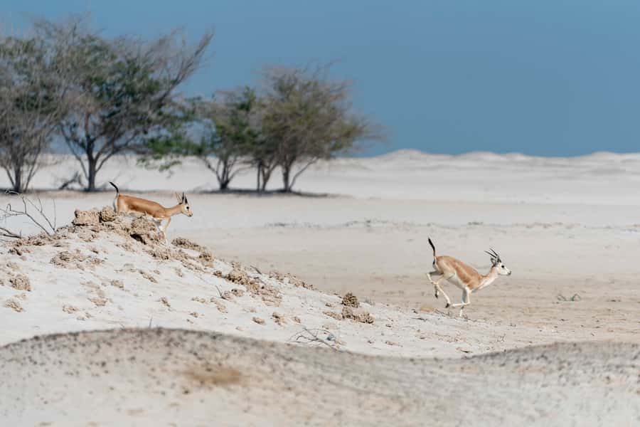 Abu Dhabi: 4-Hour Guided Cruise & Island Hopping - Who will enjoy this cruise most?