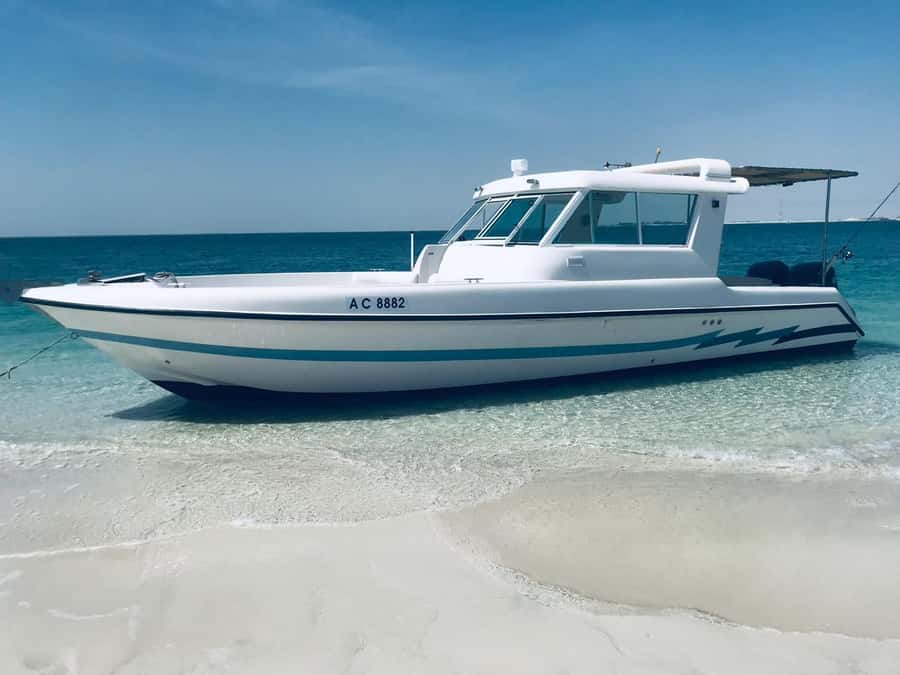 Abu Dhabi: 4-Hour Guided Cruise & Island Hopping - Dolphin Island is mainly a swimming stop