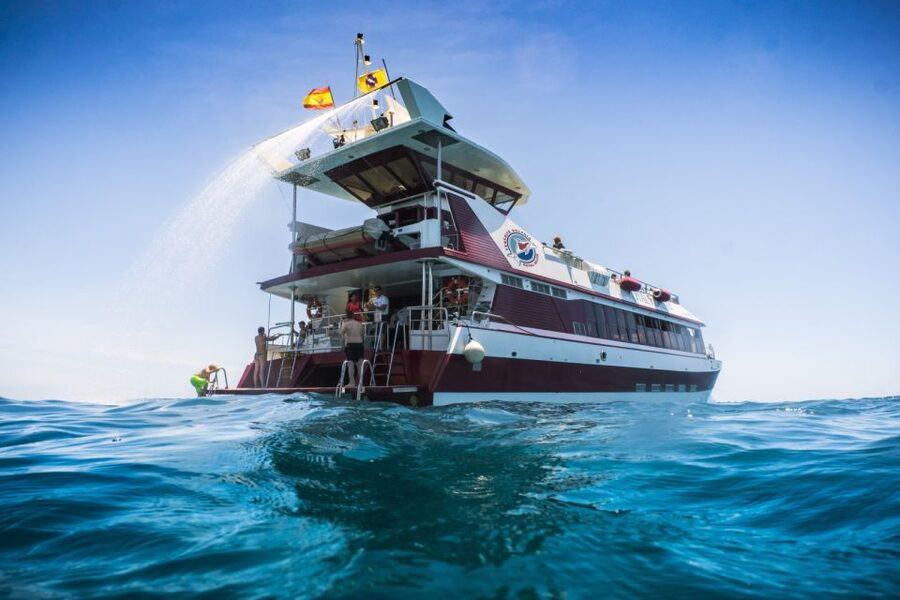Adeje: Whale and Dolphin Watching Cruise with Lunch and Swim - Key points to know before booking
