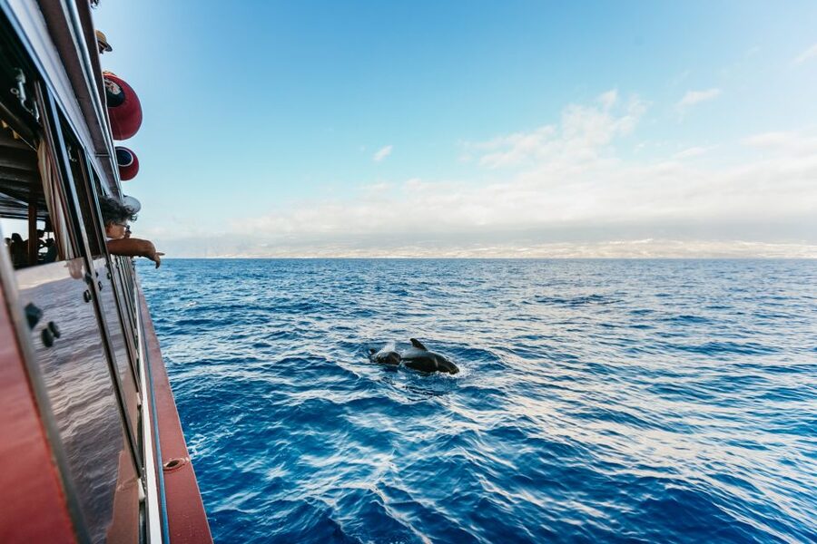 Adeje: Whale and Dolphin Watching Cruise with Lunch and Swim - Choosing between Diego Hernández and Los Gigantes