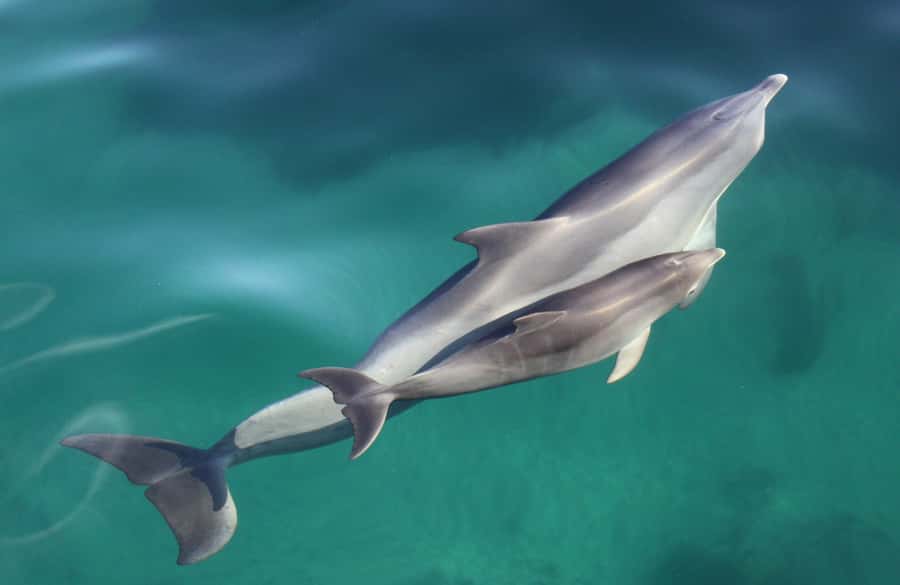 Adelaide: 4-Hour Guaranteed Wild Dolphin Watching Cruise - At a glance