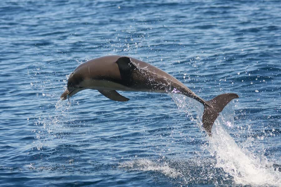 Adelaide: 4-Hour Guaranteed Wild Dolphin Watching Cruise - Who will enjoy this cruise most?