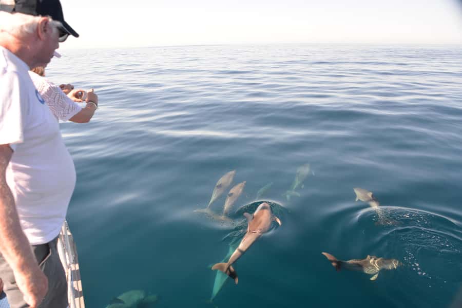 Adelaide: 4-Hour Guaranteed Wild Dolphin Watching Cruise - Setting out from Glenelg’s Marina Pier
