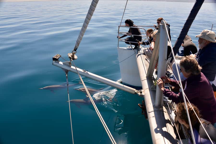 Adelaide: 4-Hour Guaranteed Wild Dolphin Watching Cruise - Watching dolphins from the bow