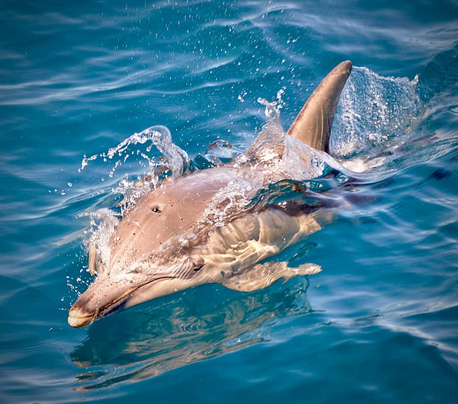 Adelaide: 4-Hour Guaranteed Wild Dolphin Watching Cruise - What the 3.5-hour trip feels like