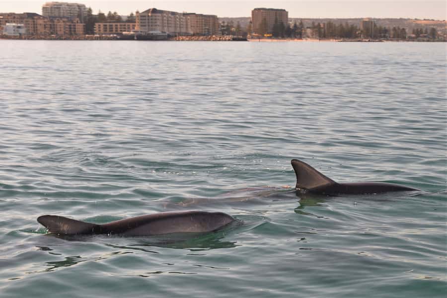 Adelaide: 4-Hour Guaranteed Wild Dolphin Watching Cruise - The crew’s role in making the encounter work