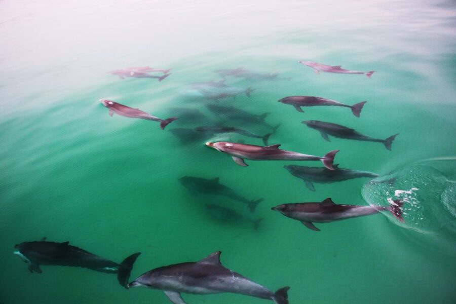 Adelaide: 4-Hour Guaranteed Wild Dolphin Watching Cruise - Dolphin watching or swimming with dolphins?