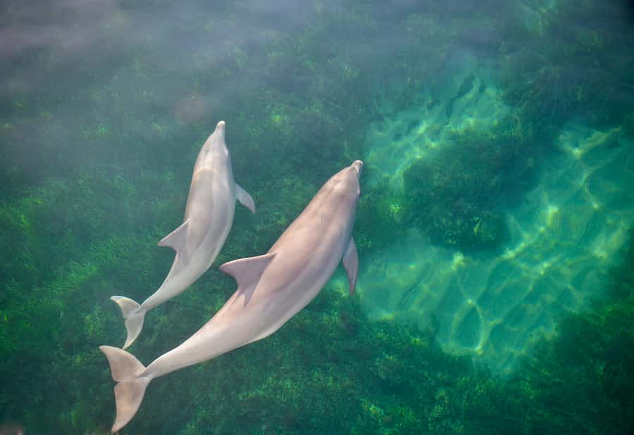 Adelaide: 4-Hour Guaranteed Wild Dolphin Watching Cruise - Is $63 good value?