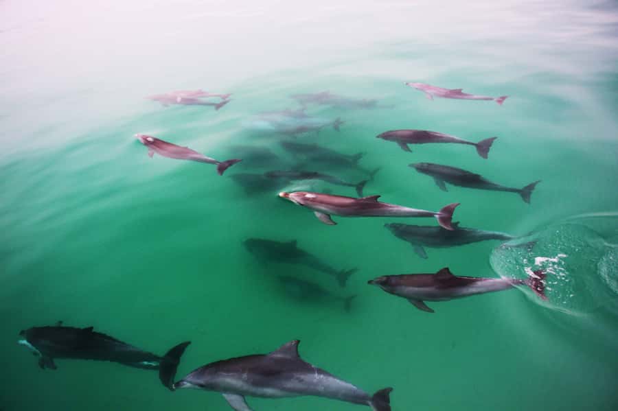 Adelaide: 4-Hour Guaranteed Wild Dolphin Watching Cruise - Searching the Gulf for the first pod