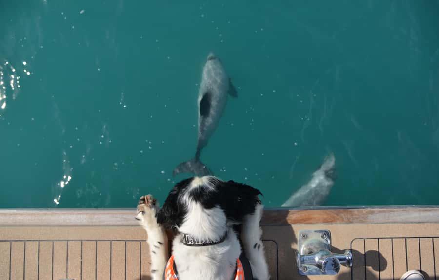 Akaroa: Dolphin Nature Cruise - Who will enjoy this cruise most