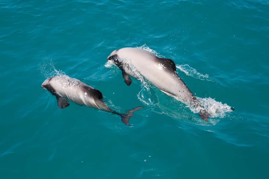 Akaroa: Dolphin Nature Cruise - Why Akaroa Harbour makes a fine wildlife setting