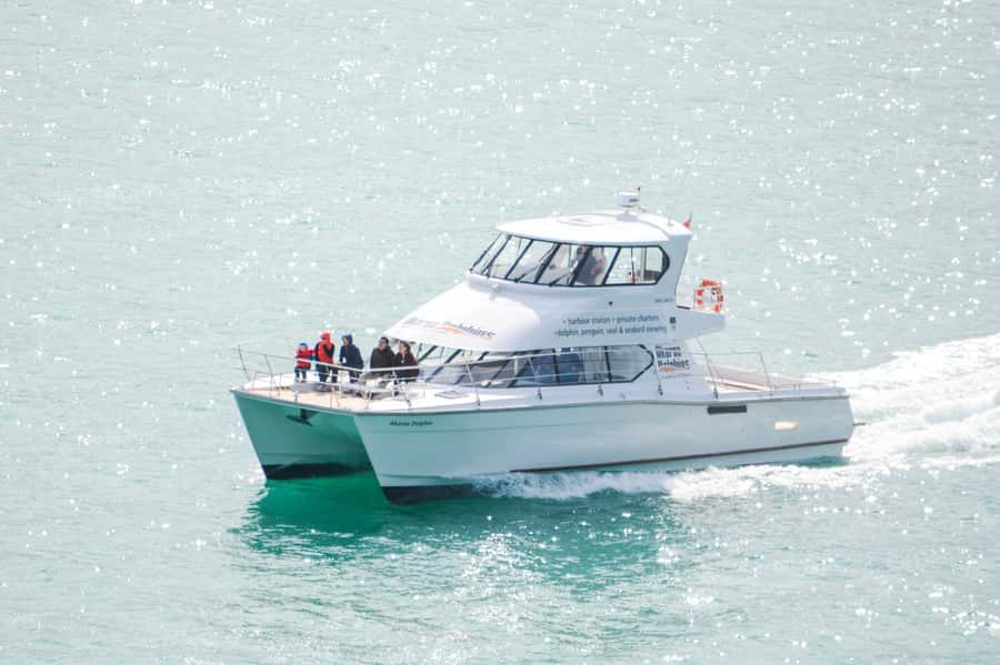 Akaroa: Dolphin Nature Cruise - Looking for Hector’s dolphins