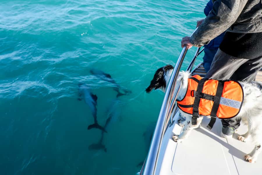 Akaroa: Dolphin Nature Cruise - Sea caves, volcanic cliffs, and local stories