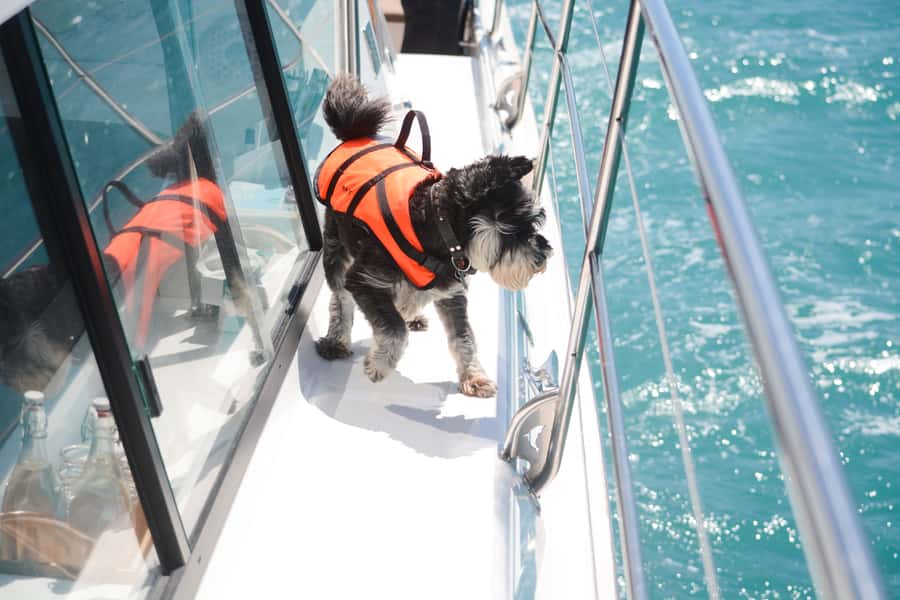 Akaroa: Dolphin Nature Cruise - A small family business with a conservation role