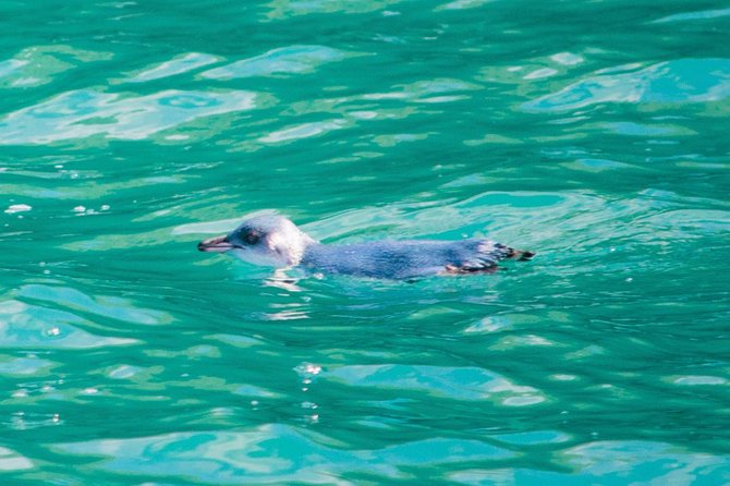 Akaroa Dolphins ~ Harbour Nature Cruise - Seals, penguins, and the wider wildlife list