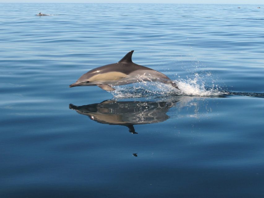 Albufeira: Benagil Cave and Dolphin Sightseeing Boat Cruise - Senhora da Rocha and its cliff caves