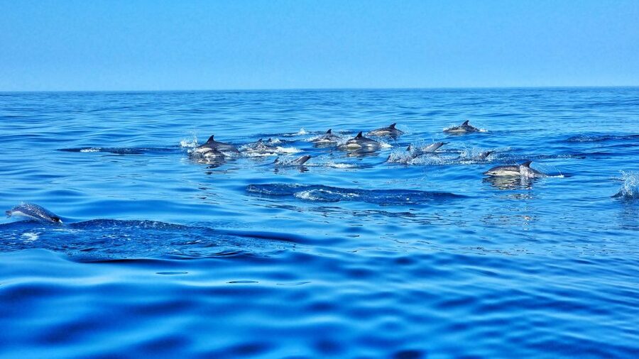 Albufeira: Benagil Cave and Dolphin Sightseeing Boat Cruise - Inside or near Benagil Cave