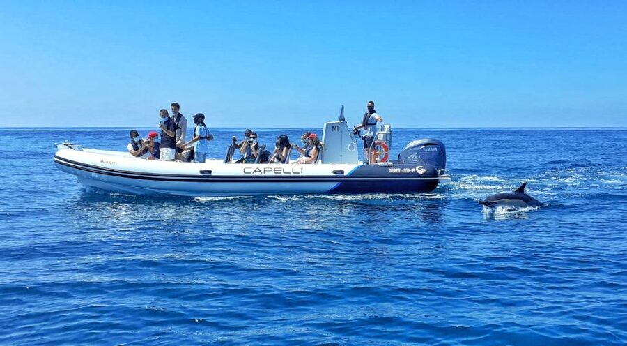 Albufeira: Benagil Cave and Dolphin Sightseeing Boat Cruise - Starting at Albufeira Marina