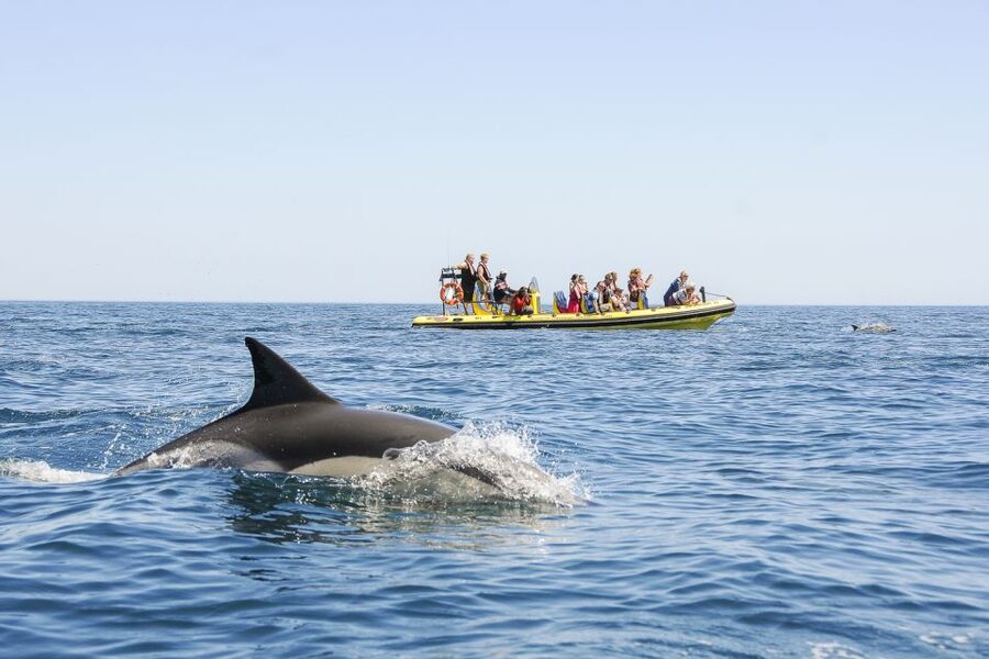 Albufeira: Benagil Caves & Dolphin Watching Speed Boat Tour - Who should book this experience?