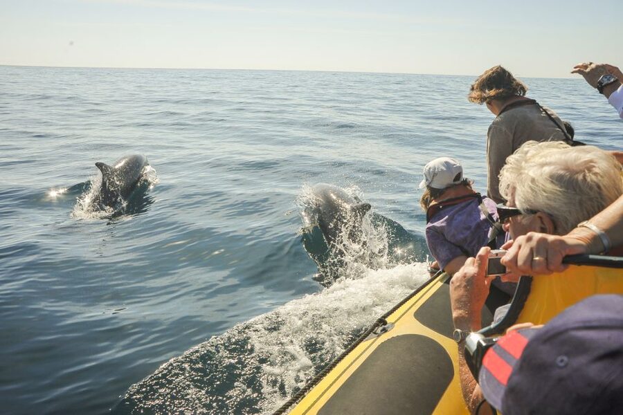 Albufeira: Benagil Caves & Dolphin Watching Speed Boat Tour - The swim stop depends on the sea