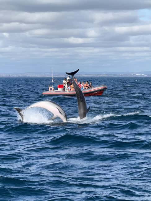 Albufeira: Dolphin Watching and Benagil Cave Boat Cruise - The dolphin search in open water