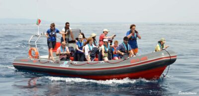 Albufeira: Dolphin Watching and Benagil Cave Boat Cruise