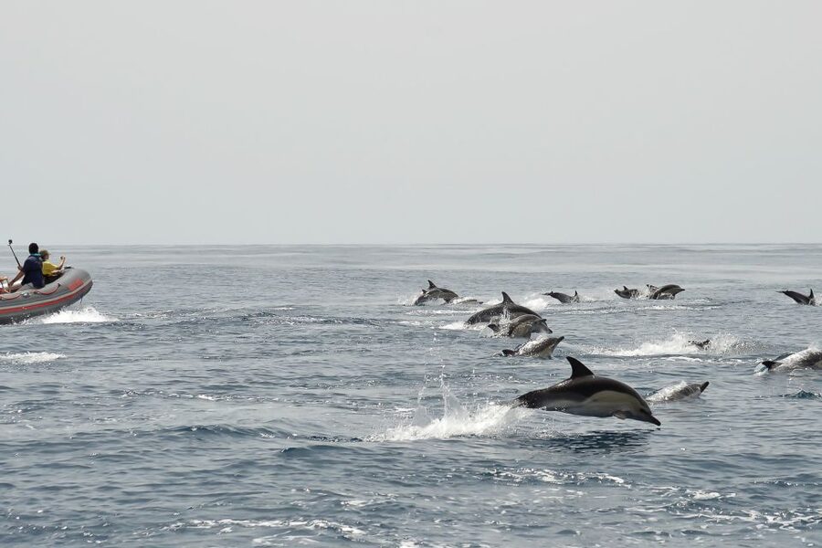 Albufeira: Dolphin Watching and Benagil Cave Boat Cruise - What the guides add to the trip