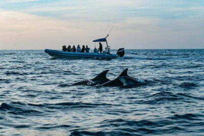 Alcudia or Can Picafort: Dolphin-Watching Cruise