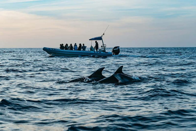 Alcudia or Can Picafort: Dolphin-Watching Cruise - Cabo Formentor From the Water