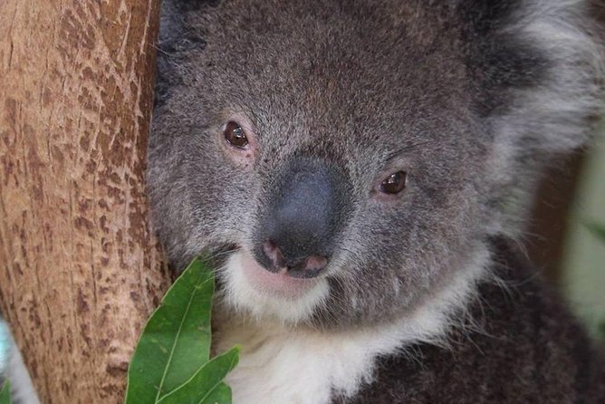 All Inclusive Blue Mountain,Scenic World,Lunch,Koalas,ferry - Is $204.41 good value?
