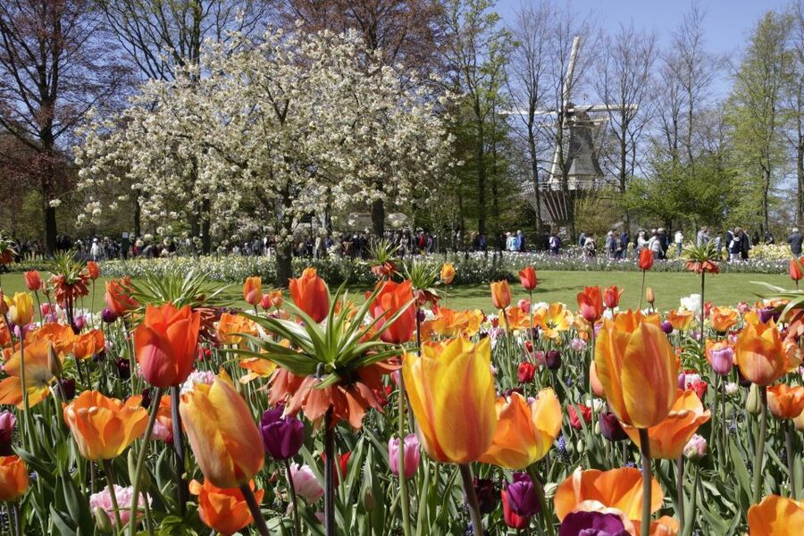 Amsterdam: Tour to Keukenhof Gardens with Windmill Cruise - Who should book this day trip