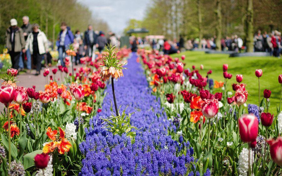 Amsterdam: Tour to Keukenhof Gardens with Windmill Cruise - Should you book it?