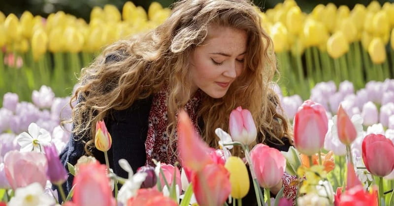 Amsterdam: Tulip Farm Visit, Keukenhof, and Windmill Cruise - A full day built around three different Dutch views