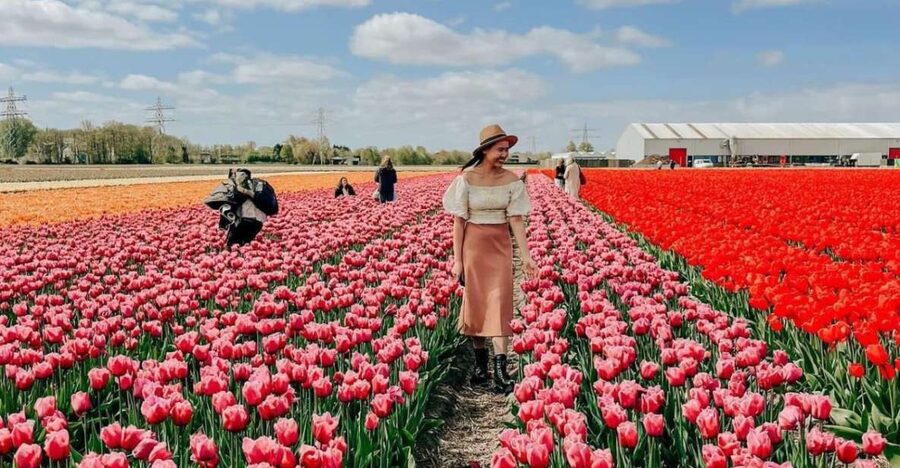 Amsterdam: Tulip Farm Visit, Keukenhof, and Windmill Cruise - Is the $99 price fair?