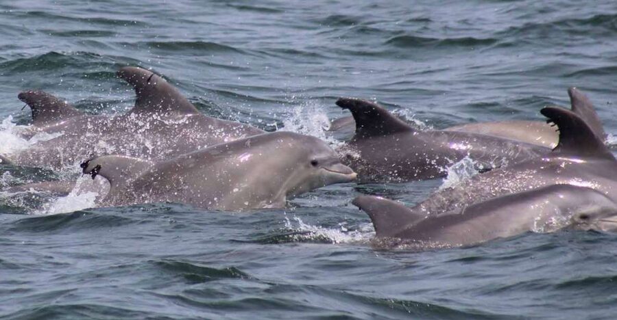Atlantic City: Dolphin Watching Ocean Cruise Adventure - Boat conditions, seating, and motion sickness