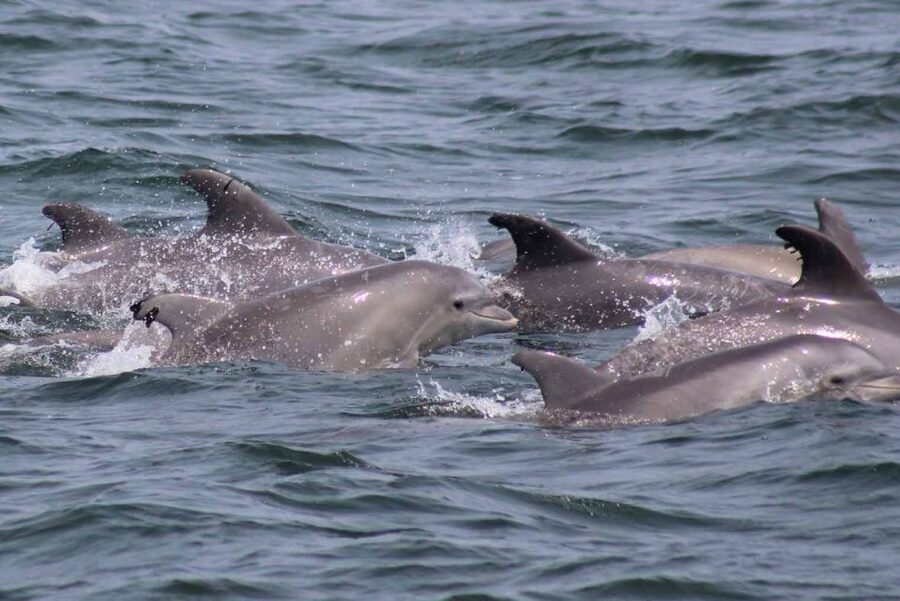 Atlantic City: Dolphin Watching Ocean Cruise Adventure - Who will enjoy this Atlantic City cruise