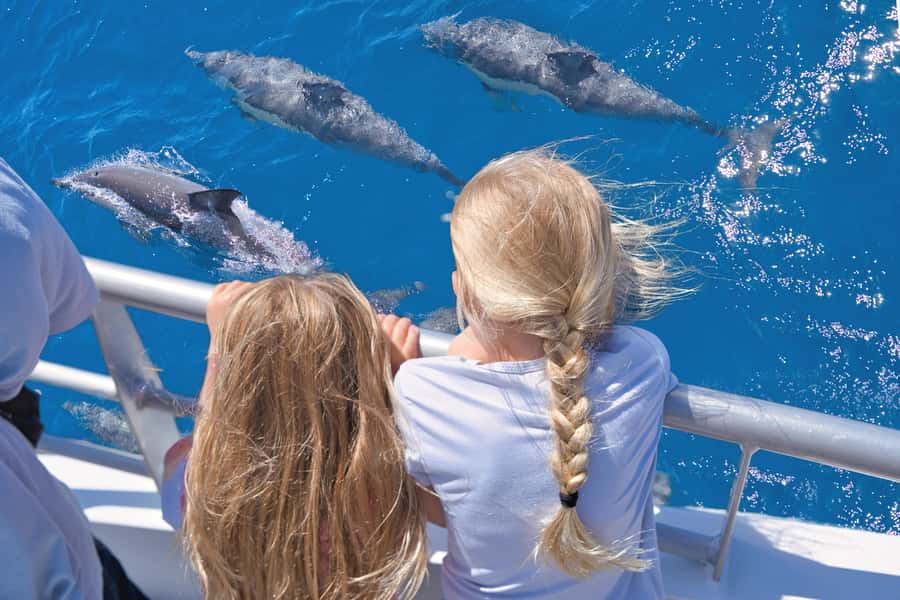 Auckland: Tikapa Moana Whales, Dolphins and Islands Cruise - What the wildlife search is really like