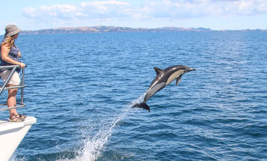 Auckland: Whale and Dolphin Watching Half-Day Eco Cruise - What the wildlife viewing feels like