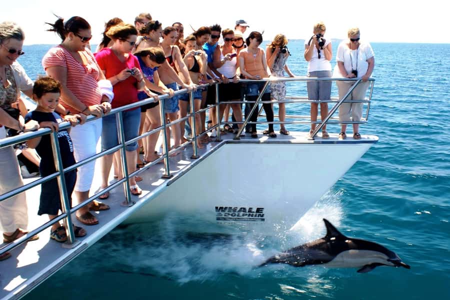 Auckland: Whale and Dolphin Watching Half-Day Eco Cruise - Marine scientists, research, and conservation