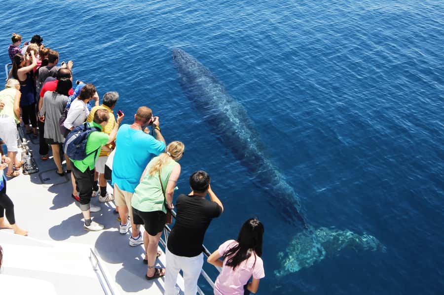 Auckland: Whale and Dolphin Watching Half-Day Eco Cruise - Is $130 a fair price?