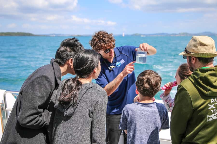 Auckland: Whale and Dolphin Watching Half-Day Eco Cruise - Should you book the Auckland Whale and Dolphin Safari?