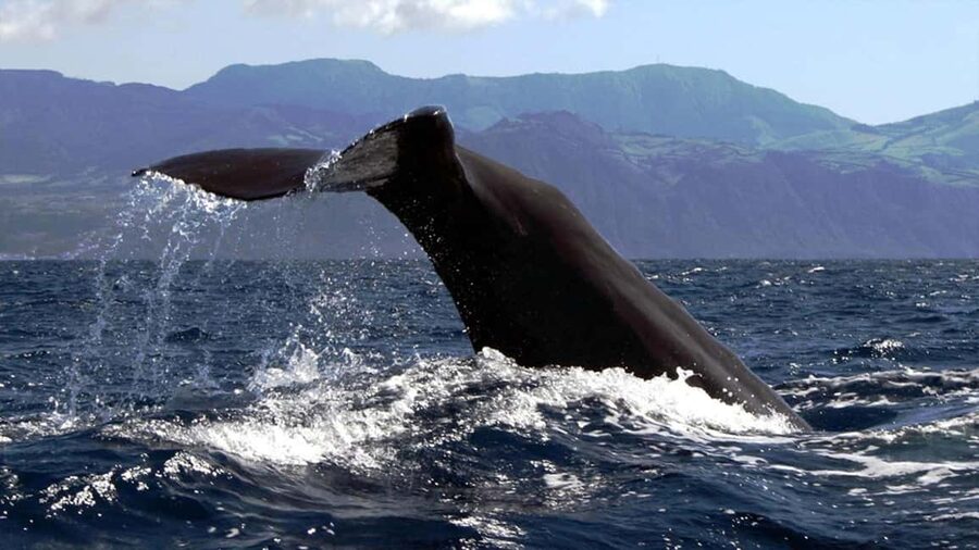 Azores: Whale Watching & Islet Boat Tour w/ Marine Biologist - Should you book this Terra Azul tour?
